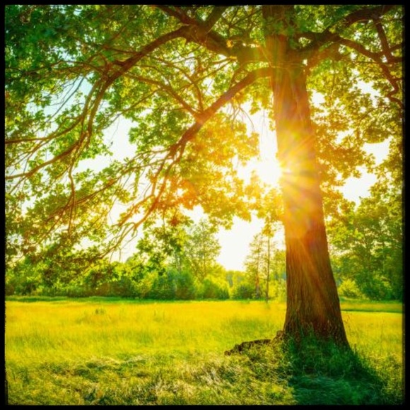 Meet the Posher ☀️💐 - Picture 4 of 6